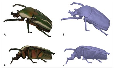 Brecko et al Figure 9.jpg