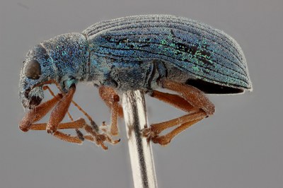 Focus stacked image of a Phyllobius sp.