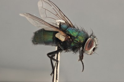 Focus stacked image of a fly