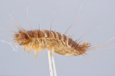 Focus stacked image of a museum beetle larvae