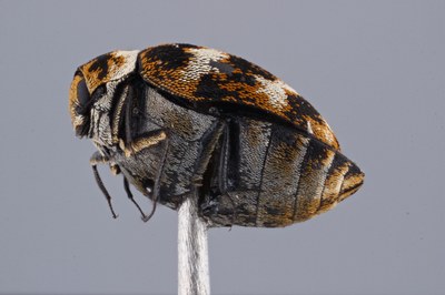 Focus stacked image of a museum beetle