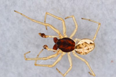 Focus stacked image of a web spider in alcohol