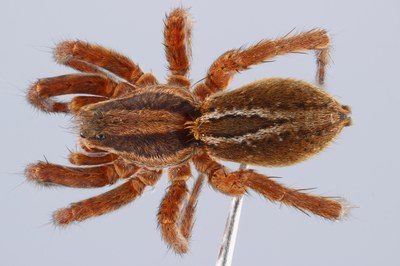 Focus stacked image of a wolf spider (dorsal view)