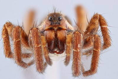 Focus stacked image of a wolf spider (frontal view)