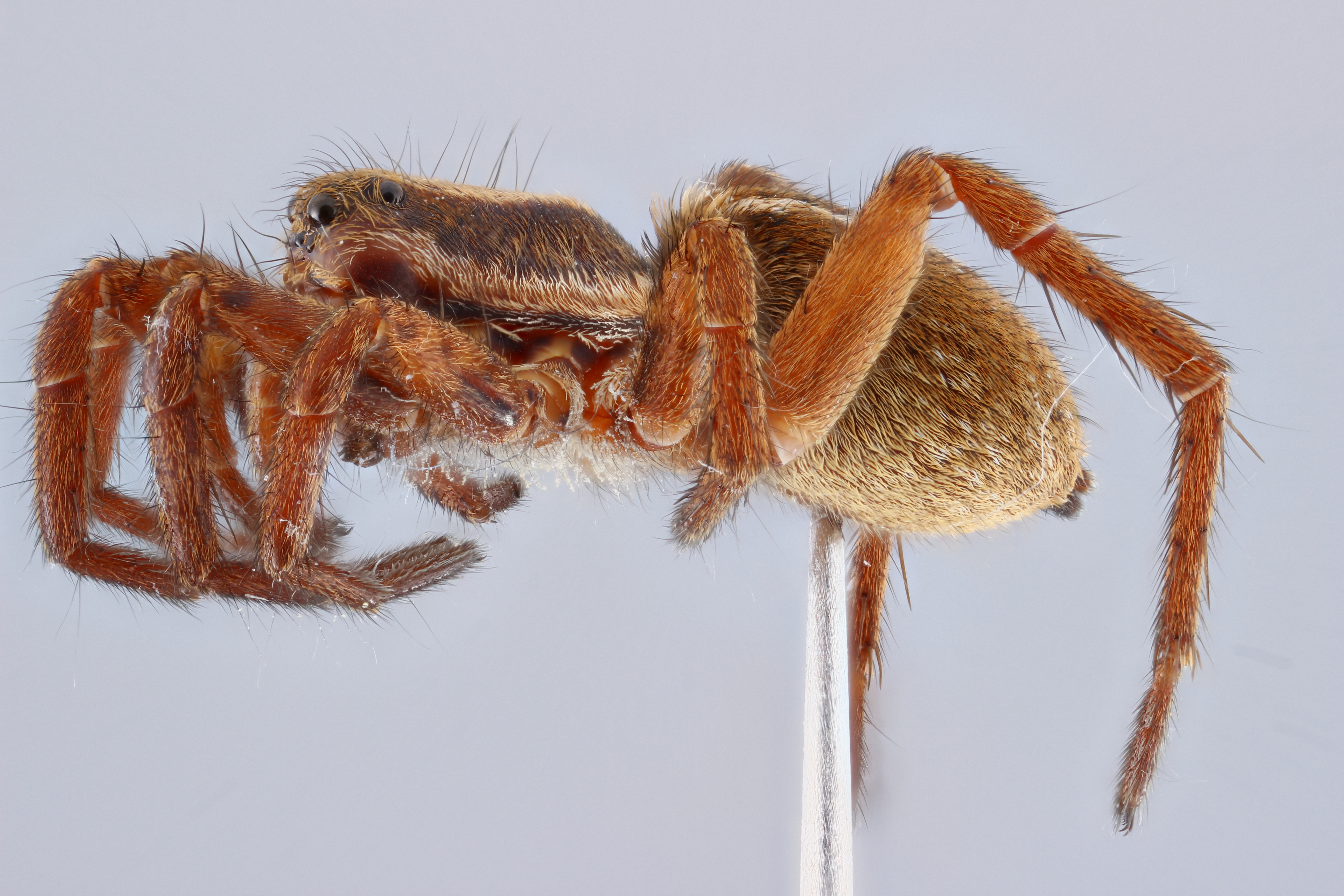 Focus stacked image of a wolf spider (lateral view)