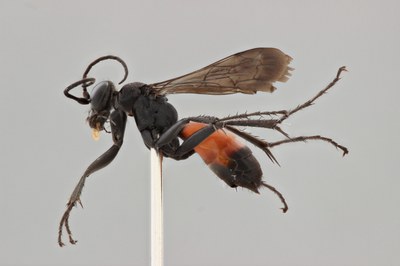 Focus stacked image of an Ichneumonid sp.