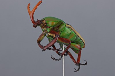 Press release Figure 1 Eudicella sp.jpg