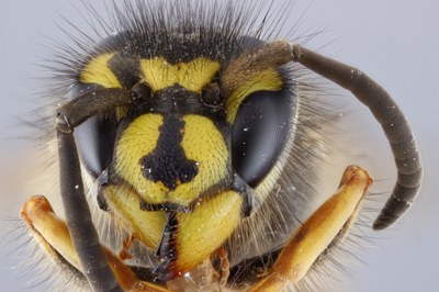 Press release Figure 2 Vespula vulgaris.jpg