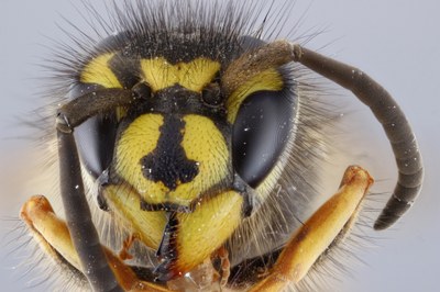 Press release Figure 2 Vespula vulgaris.jpg