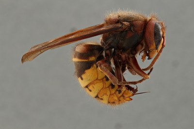 Focus stacked image of a Vespa crabro specimen