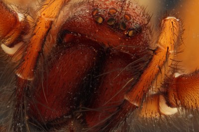 Focus stacked image of spider in alcohol solution