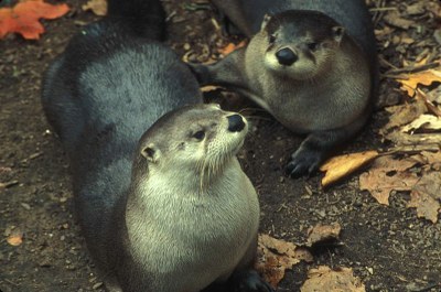 800px-Otter_mammals_lutra_lutra.jpg