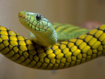 800px-Snakes_green_reptile.jpg