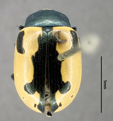 BE-RBINS-ENT Calligrapha_001 Calligrapha aenopicta Dorsal.jpg BE-RBINS-ENT Calligrapha_001 Calligrapha aenopicta Dorsal.jpg