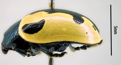 BE-RBINS-ENT Calligrapha_001 Calligrapha aenopicta Lateral.jpg BE-RBINS-ENT Calligrapha_001 Calligrapha aenopicta Lateral.jpg