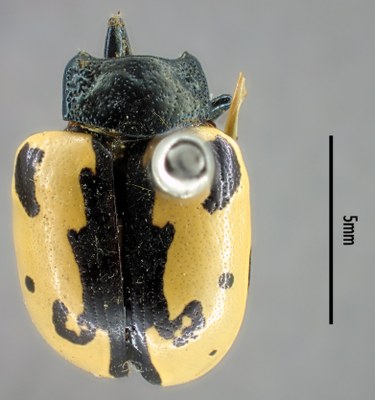 BE-RBINS-ENT Calligrapha_002 Calligrapha aenopicta Dorsal.jpg BE-RBINS-ENT Calligrapha_002 Calligrapha aenopicta Dorsal.jpg