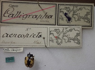 BE-RBINS-ENT Calligrapha_002 Calligrapha aenopicta Label.jpg BE-RBINS-ENT Calligrapha_002 Calligrapha aenopicta Label.jpg