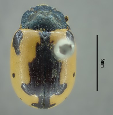 BE-RBINS-ENT Calligrapha_003 Calligrapha aenopicta Dorsal.jpg BE-RBINS-ENT Calligrapha_003 Calligrapha aenopicta Dorsal.jpg