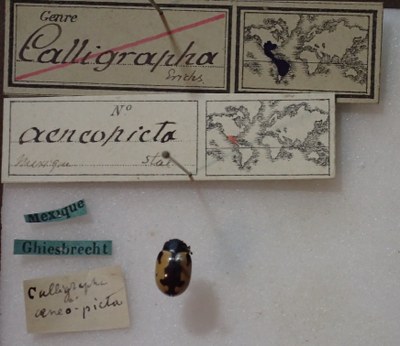 BE-RBINS-ENT Calligrapha_003 Calligrapha aenopicta Label.jpg BE-RBINS-ENT Calligrapha_003 Calligrapha aenopicta Label.jpg