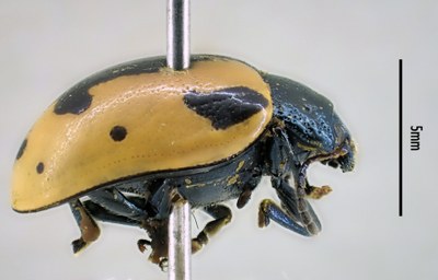 BE-RBINS-ENT Calligrapha_003 Calligrapha aenopicta Lateral.jpg BE-RBINS-ENT Calligrapha_003 Calligrapha aenopicta Lateral.jpg