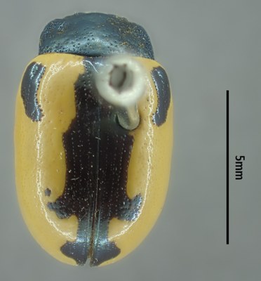 BE-RBINS-ENT Calligrapha_004 Calligrapha aenopicta Dorsal.jpg BE-RBINS-ENT Calligrapha_004 Calligrapha aenopicta Dorsal.jpg