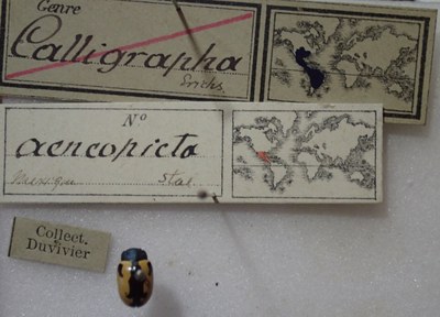 BE-RBINS-ENT Calligrapha_004 Calligrapha aenopicta Label.jpg BE-RBINS-ENT Calligrapha_004 Calligrapha aenopicta Label.jpg
