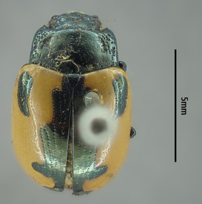 BE-BE-RBINS-ENT Calligrapha_006 Calligrapha aenopicta Dorsal.jpg BE-BE-RBINS-ENT Calligrapha_006 Calligrapha aenopicta Dorsal.jpg