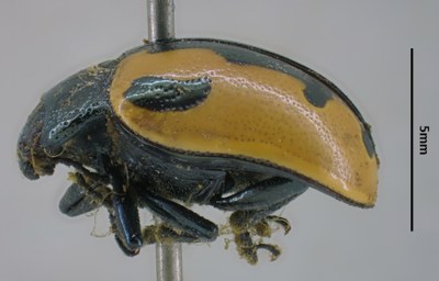 BE-BE-RBINS-ENT Calligrapha_006 Calligrapha aenopicta Lateral.jpg BE-BE-RBINS-ENT Calligrapha_006 Calligrapha aenopicta Lateral.jpg