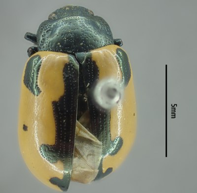 BE-RBINS-ENT Calligrapha_007 Calligrapha aenopicta Dorsal.jpg BE-RBINS-ENT Calligrapha_007 Calligrapha aenopicta Dorsal.jpg