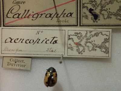 BE-RBINS-ENT Calligrapha_007 Calligrapha aenopicta Label.jpg BE-RBINS-ENT Calligrapha_007 Calligrapha aenopicta Label.jpg