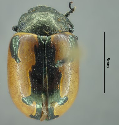 BE-RBINS-ENT Calligrapha_008 Calligrapha aenopicta Dorsal.jpg BE-RBINS-ENT Calligrapha_008 Calligrapha aenopicta Dorsal.jpg