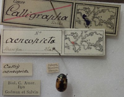 BE-RBINS-ENT Calligrapha_008 Calligrapha aenopicta Label.jpg BE-RBINS-ENT Calligrapha_008 Calligrapha aenopicta Label.jpg