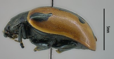 BE-RBINS-ENT Calligrapha_008 Calligrapha aenopicta Lateral.jpg BE-RBINS-ENT Calligrapha_008 Calligrapha aenopicta Lateral.jpg