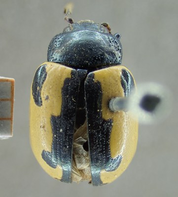 BE-RBINS-ENT Calligrapha_009 Calligrapha aenopicta Dorsal.jpg BE-RBINS-ENT Calligrapha_009 Calligrapha aenopicta Dorsal.jpg