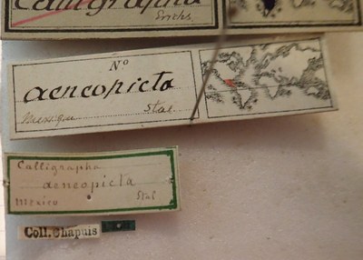 BE-RBINS-ENT Calligrapha_009 Calligrapha aenopicta Label.jpg BE-RBINS-ENT Calligrapha_009 Calligrapha aenopicta Label.jpg