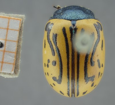 BE-RBINS-ENT Calligrapha_053 Calligrapha dislocata Dorsal.jpg