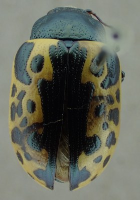 BE-RBINS-ENT Calligrapha_024B Calligrapha consputa Dorsal.jpg BE-RBINS-ENT Calligrapha_024B Calligrapha consputa Dorsal.jpg