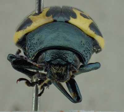 BE-RBINS-ENT Calligrapha_024B Calligrapha consputa Frontal.jpg BE-RBINS-ENT Calligrapha_024B Calligrapha consputa Frontal.jpg