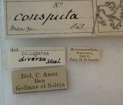 BE-RBINS-ENT Calligrapha_024B Calligrapha consputa Label.jpg BE-RBINS-ENT Calligrapha_024B Calligrapha consputa Label.jpg
