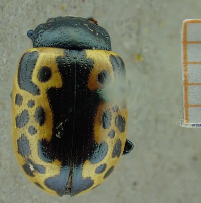 E-RBINS-ENT 025 Calligrapha consputa Dorsal.jpg E-RBINS-ENT 025 Calligrapha consputa Dorsal.jpg