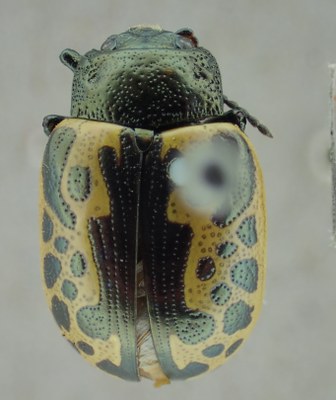 BE-RBINS-ENT Calligrapha_026 Calligrapha consputa Dorsal.jpg BE-RBINS-ENT Calligrapha_026 Calligrapha consputa Dorsal.jpg
