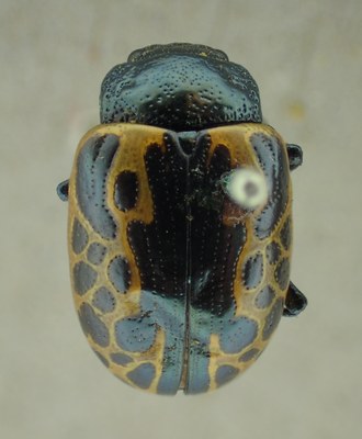 BE-RBINS-ENT Calligrapha_0275 Calligrapha consputa Dorsal.jpg BE-RBINS-ENT Calligrapha_0275 Calligrapha consputa Dorsal.jpg