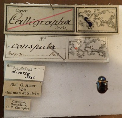BE-RBINS-ENT Calligrapha_027 Calligrapha consputa Label.jpg BE-RBINS-ENT Calligrapha_027 Calligrapha consputa Label.jpg