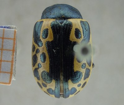 BE-RBINS-ENT Calligrapha_028 Calligrapha consputa Dorsal.jpg BE-RBINS-ENT Calligrapha_028 Calligrapha consputa Dorsal.jpg