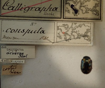 BE-RBINS-ENT Calligrapha_028 Calligrapha consputa Label.jpg BE-RBINS-ENT Calligrapha_028 Calligrapha consputa Label.jpg