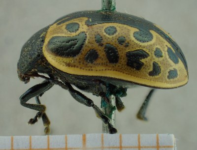 BE-RBINS-ENT Calligrapha_029 Calligrapha consputa Lateral.jpg BE-RBINS-ENT Calligrapha_029 Calligrapha consputa Lateral.jpg