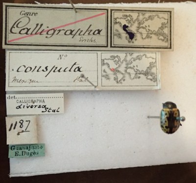 BE-RBINS-ENT Calligrapha_029 Calligrapha consputa Label.jpg BE-RBINS-ENT Calligrapha_029 Calligrapha consputa Label.jpg