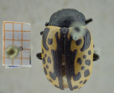 BE-RBINS-ENT Calligrapha_030 Calligrapha consputa Dorsal.jpg BE-RBINS-ENT Calligrapha_030 Calligrapha consputa Dorsal.jpg
