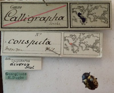 BE-RBINS-ENT Calligrapha_030 Calligrapha consputa Label.jpg BE-RBINS-ENT Calligrapha_030 Calligrapha consputa Label.jpg