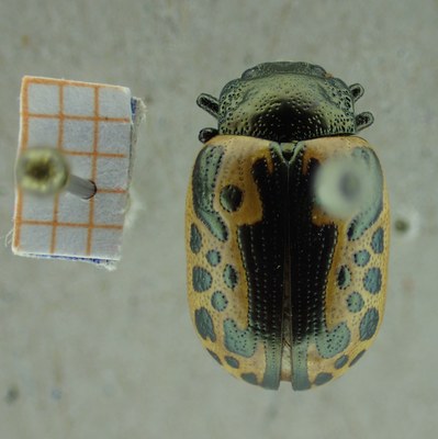 BE-RBINS-ENT Calligrapha_031 Calligrapha consputa Dorsal.jpg BE-RBINS-ENT Calligrapha_031 Calligrapha consputa Dorsal.jpg
